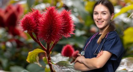 Achiote: esta planta medicinal se usa para curar desde sarampión hasta úlceras o fiebre, según la UNAM