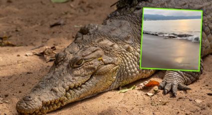VIDEO | Bañista logra esquivar ataque de cocodrilo en playa de Puerto Vallarta