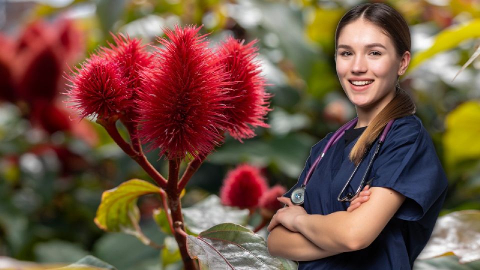 Al achiote se le consideraba una planta de protección y purificación, usada tanto en rituales como en remedios caseros.