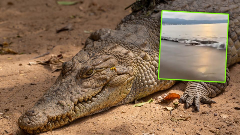 En las imágenes, captadas al atardecer, un hombre advierte a los turistas sobre la presencia del reptil en el mar.