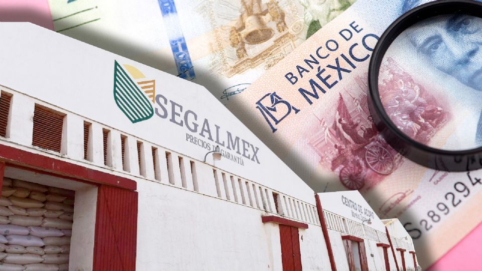 ¿Segalmex una de las mayores estafas en la historia de México? Expertos lo documentan
