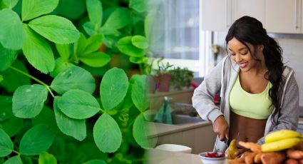 Alfalfa: de complemento alimenticio a planta medicinal, estos son sus usos según la UNAM