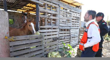 Rescatan a 14 animales utlizados por carretoneros en colonia El Ranchito, en Guadalupe