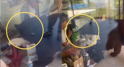 Oso sorprende al tratar de llevarse el lonche de un trabajador al sur de Monterrey | VIDEO