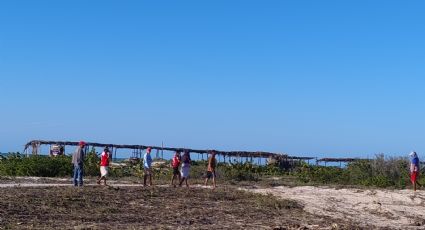 Continúa desmonte de manglar en Sisal, Profepa denuncia en la FGR