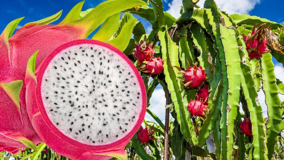 El color, sabor y propiedades de la pitahaya yucateca hacen que sea una joya del campo mexicano.