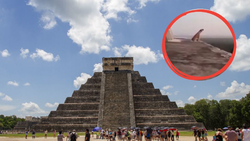 El video del aullido de “Chino” se volvió viral rápidamente por la impresionante imagen.