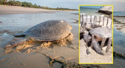 VIDEO | Tortuga gigante queda atrapada entre espolones en playa de Chelem