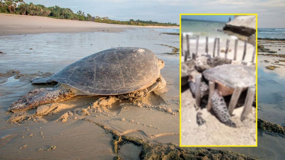 Ejemplar de tortuga carey, en peligro de extinción, quedó atrapado entre espolones en Chelem; fue rescatada y devuelta al mar.
