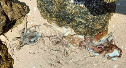 Marea roja en Progreso, consecuencia de degradación de la calidad del agua