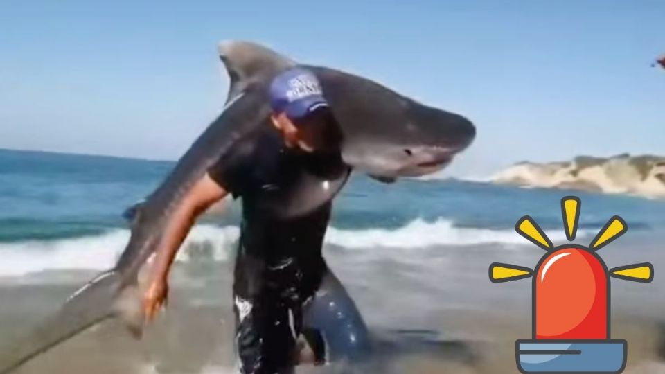 Hombre carga un tiburón tigre y ya lo llaman el “Aquaman mexicano”