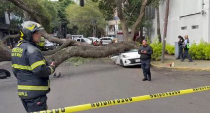 Cae árbol y daña tres vehículos en colonia del Valle