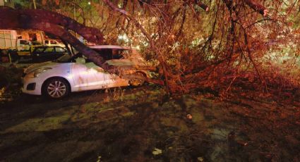 Árbol cae sobre vehículos en Monterrey y daña línea eléctrica de CFE