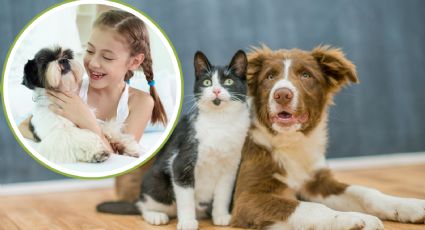 Brigada de esterilización en Monterrey: fecha y horarios para llevar a tu mascota