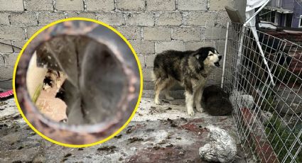 ‘Por salvar una vida, nos quieren meter a la cárcel’: Óscar Balderas al rescatar un perrito