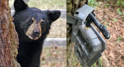 Oso muerde cámara de Parques y Vida Silvestre de Nuevo León