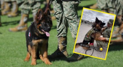 ¿Recuerdas a Arkadas? Así se ve ahora el perro rescatista de Turquía que vive en México | VIDEO