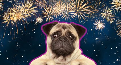 Fiestas Patrias 2025: Consejos para cuidar a tu perro y protegerlo de la pirotecnia