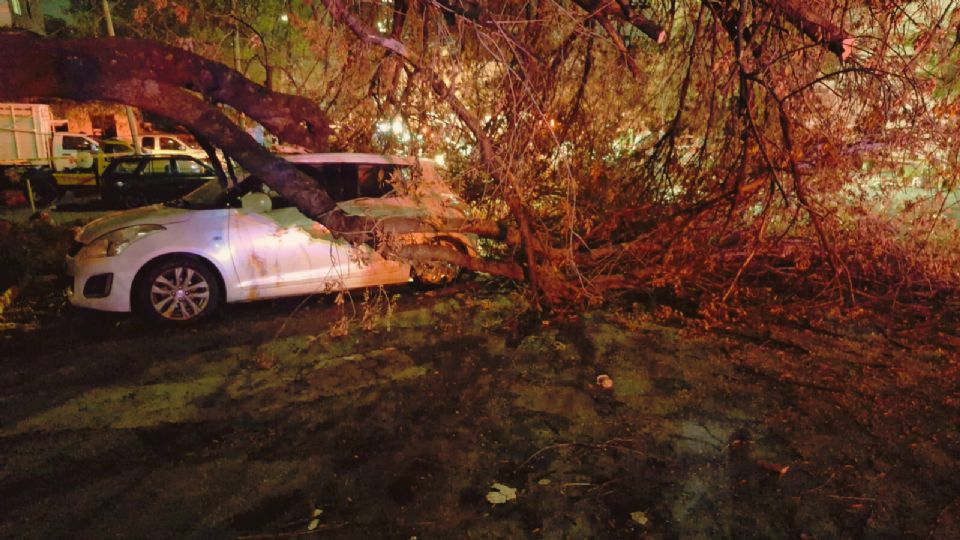 Protección Civil y Fuerza Civil aseguraron la zona tras la caída de un árbol que dañó un vehículo y cables eléctricos en Monterrey.