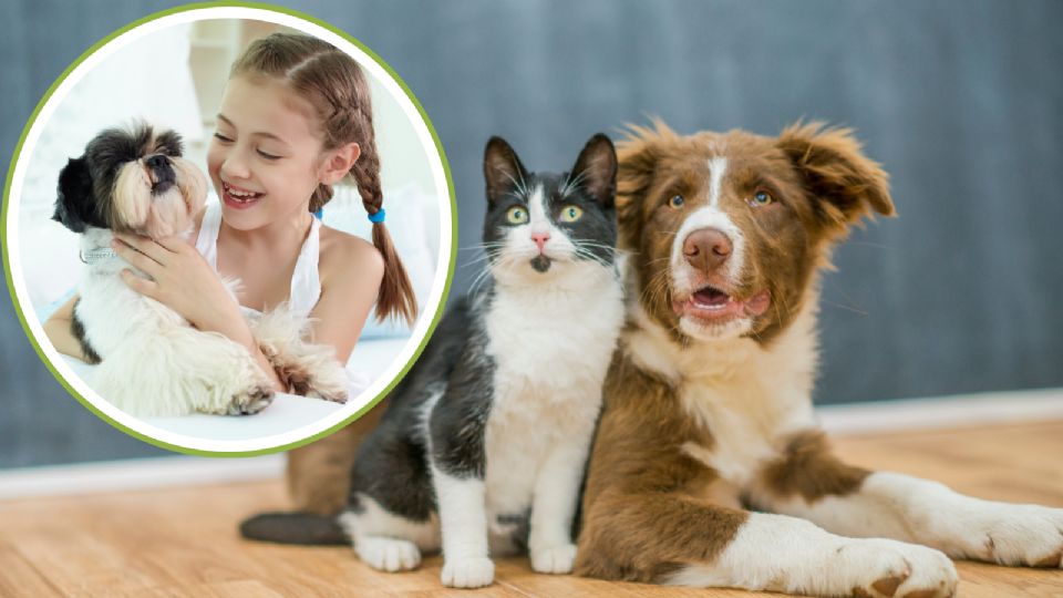 La brigada de esterilización en Monterrey busca promover el cuidado responsable de mascotas este 17 de septiembre.