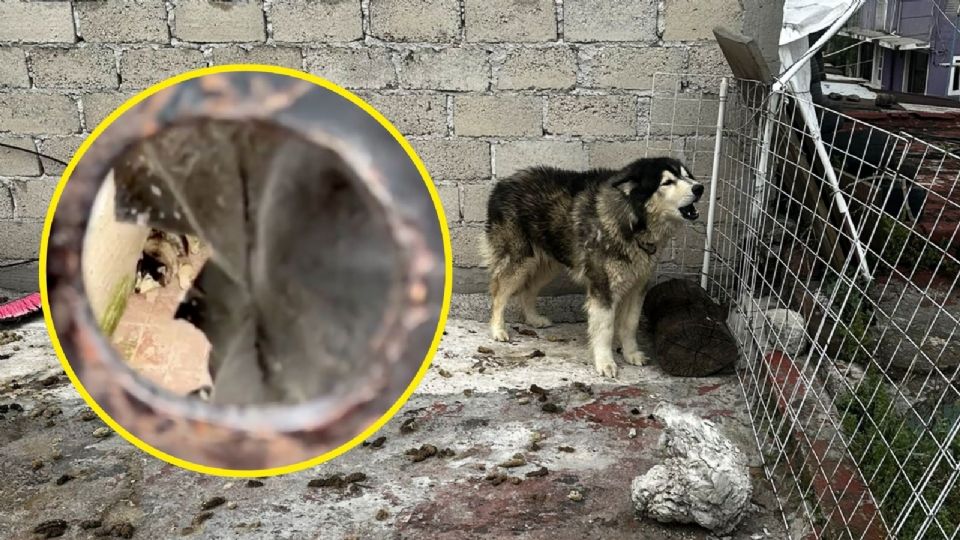 El caso del rescate de perrito en CDMX vuelve a poner en la mesa la necesidad de revisar la legislación sobre maltrato animal.