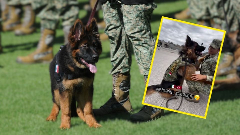 VIDEO | Así luce ahora Arkadas, el perro rescatista de Turquía que ahora vive en México