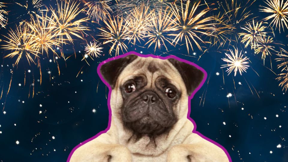 Es fundamental que las familias adopten medidas preventivas para garantizar que sus mascotas permanezcan tranquilas