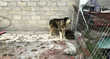 Rescate de Apolo: ¿Qué pasó con los periodistas denunciados por el dueño del perrito?