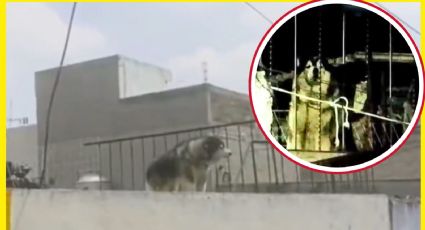 Apolo: ¿Cuál es la historia detrás del rescate de este perro husky en la CDMX?