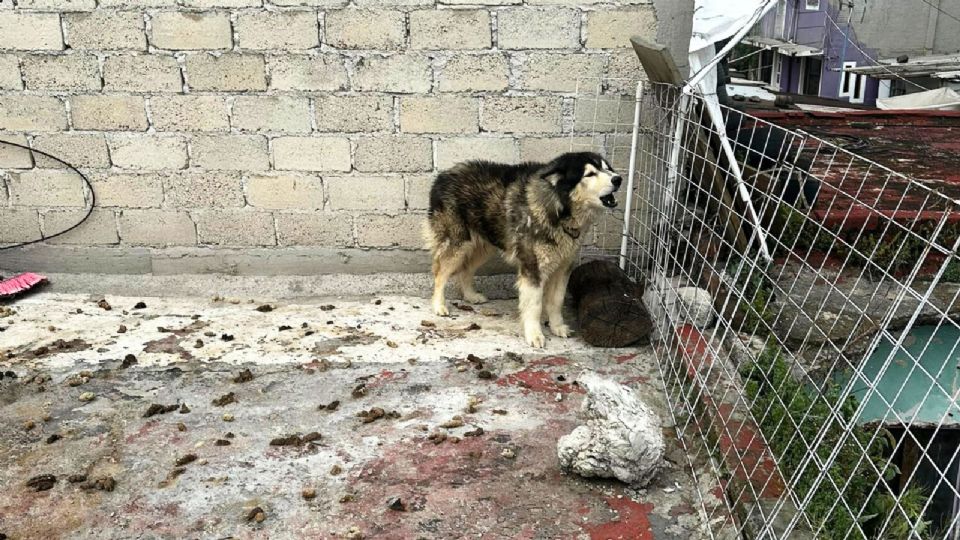 El rescate de Apolo habría generado una denuncia en contra de periodistas.
