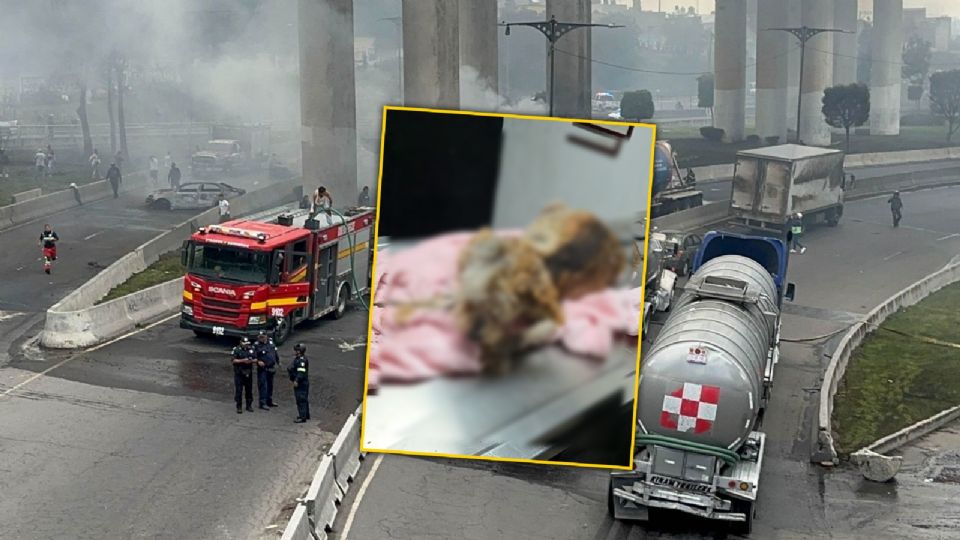 Una perrita víctima de la tragedia en Zaragoza.