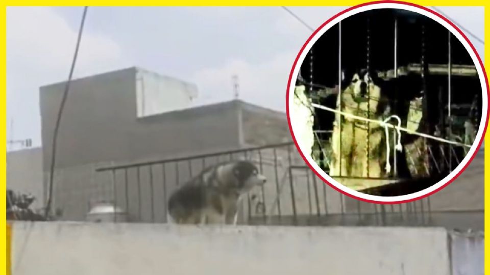 El rescate que desnuda los vacíos legales en la Protección Animal de la CDMX.