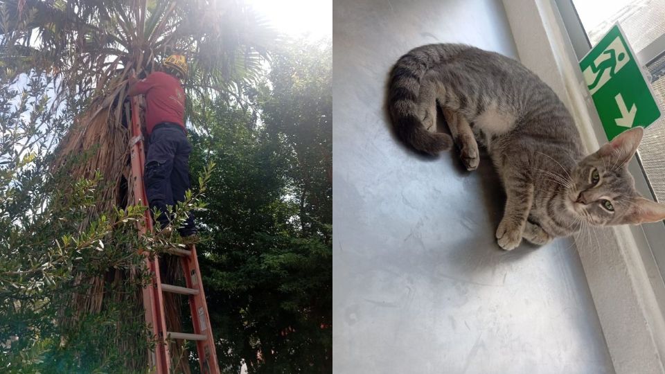 El felino fue valorado por especialistas de Bienestar Animal tras el rescate y quedó bajo resguardo al no ser reconocido como mascota de la zona.