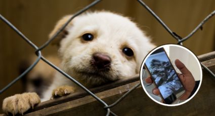 Samuel García ordena investigar presunto sacrificio masivo de perritos en Santa Catarina