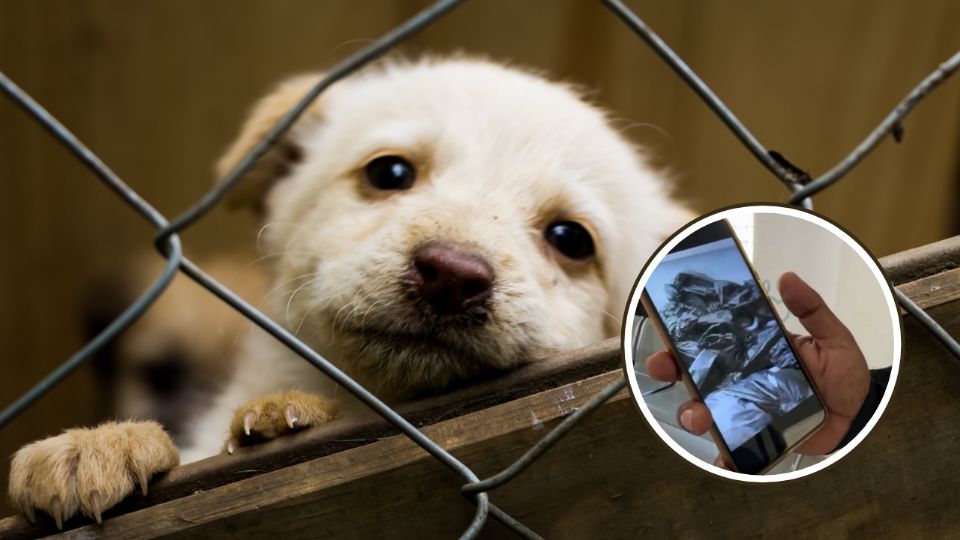 El gobernador Samuel García instruyó a la División Ambiental a investigar el presunto sacrificio masivo de perros en Santa Catarina y advirtió sanciones ejemplares de confirmarse.