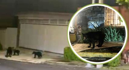 Oso y tres oseznos son guiados de regreso a su hábitat en sierra de San Pedro