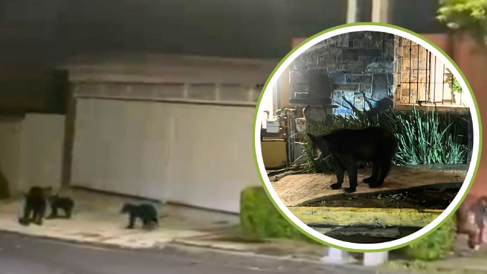 Autoridades de Protección Civil guiaron a un oso y tres crías de regreso a su hábitat tras ser vistos en calles de San Pedro Garza García.