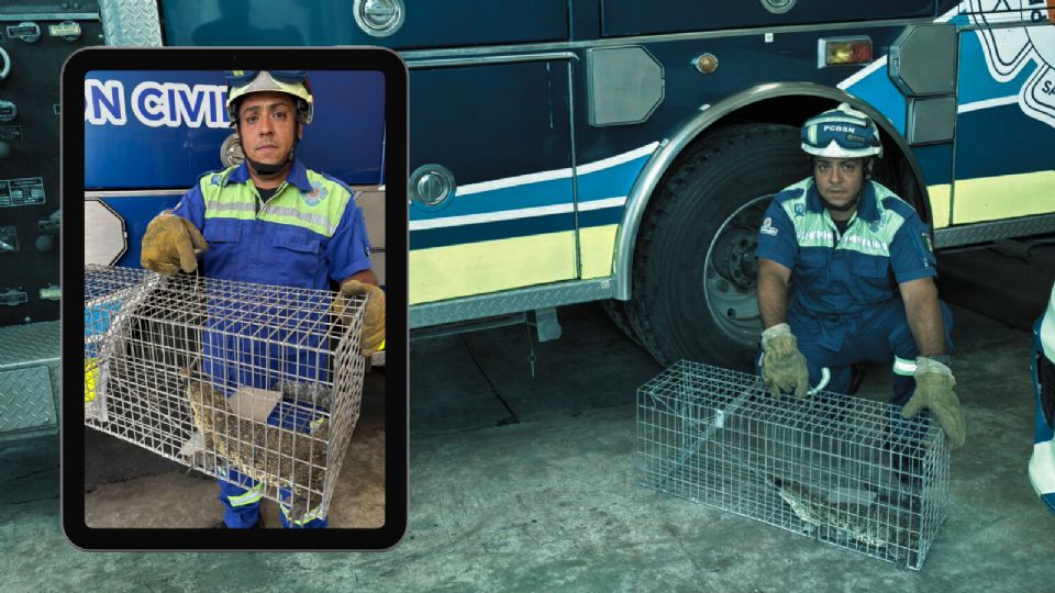 Protección Civil de San Nicolás aseguró al cocodrilo joven para evitar riesgos a la población.