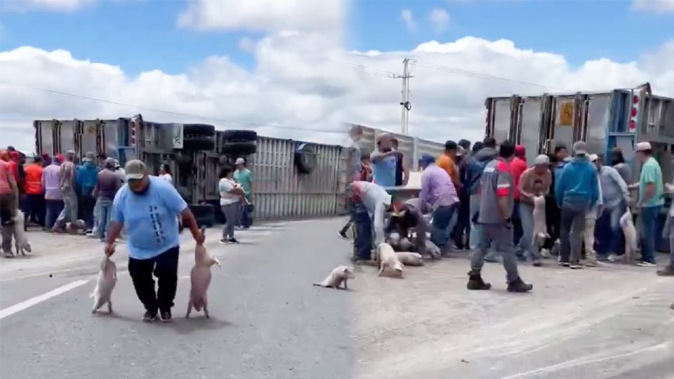Un tráiler que transportaba cientos de cerditos sufrió una aparatosa volcadura.