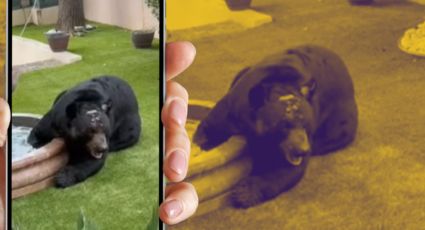 Oso enfermo aparece en colonia Sierra Alta y vecinos piden ayuda urgente