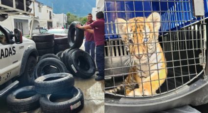 Tigre es rescatado en Escobedo durante operativo contra acumulación de llantas