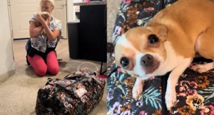 VIDEO | Su dueña se va de vacaciones y su chihuahua se hace viral al enterarse
