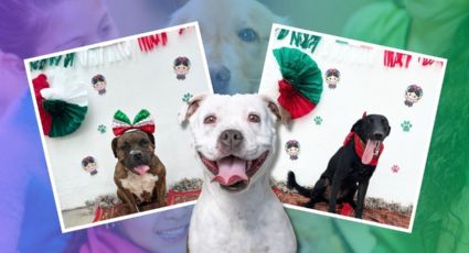Perritos con disfraces patrios buscan ser adoptados en Escobedo