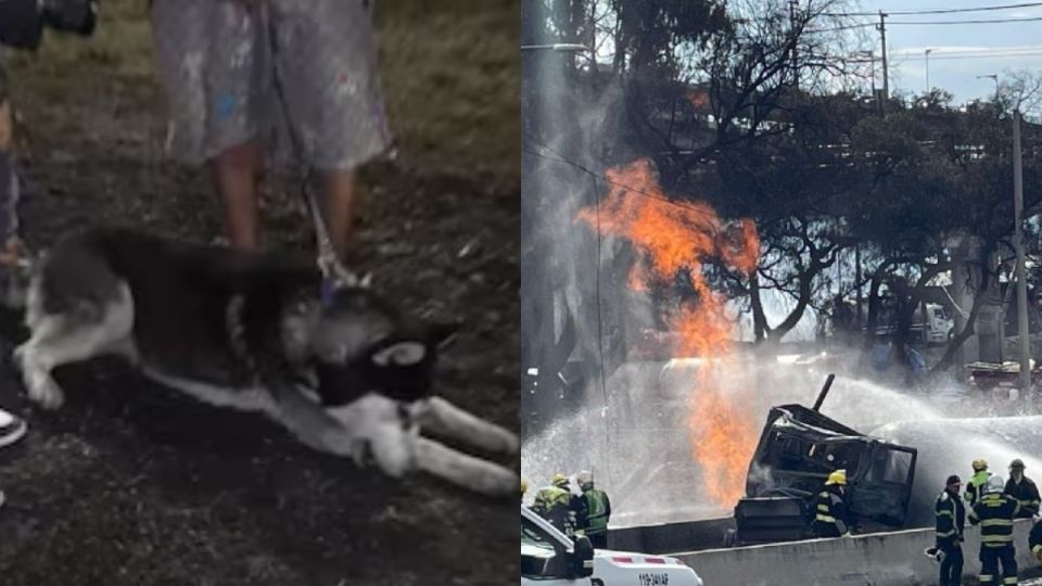 El husky que presintió la explosión y salvó a su dueño en Iztapalapa