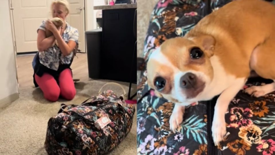 Perrita chihuahua se gana el cariño de millones, con su reacción cuando su dueña se iba de vacaciones.