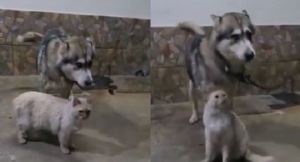 VIDEO | Piden ayuda para adoptar a perrito encadenado todo el día en Edomex