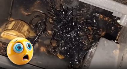 ¿Un simbionte en Panamá? La verdad detrás de la criatura gelatinosa que se hizo viral