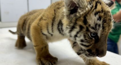 Rescatan a cachorro de tigre en Escobedo: ¿Cuál es su estado de salud?