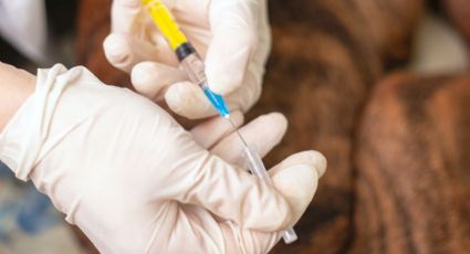 Revelan cifras de perros y gatos sacrificados en Santa Catarina