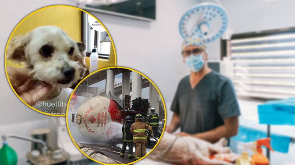 El caso de Cereza refleja el impacto humano y animal de la tragedia en Iztapalapa.